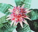 Bromeliad, Silver Vase